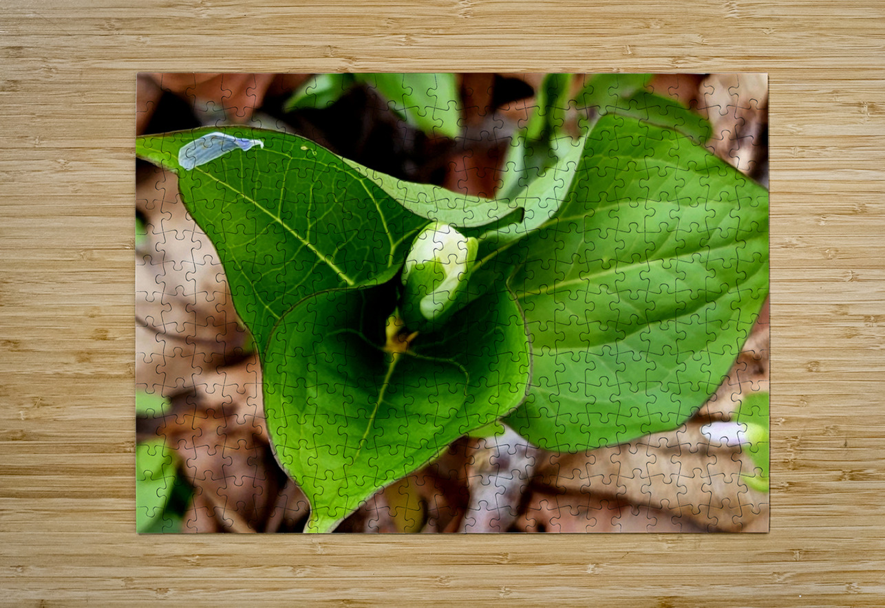 White Trillium Bud 2 Earthshine Emporium Puzzle printing