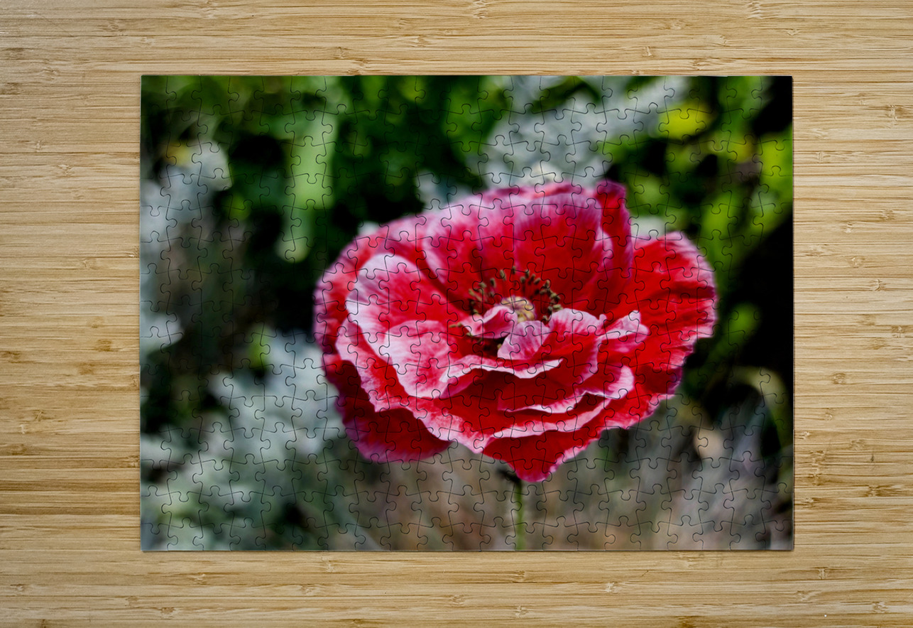 Variegated Poppy Earthshine Emporium Puzzle printing
