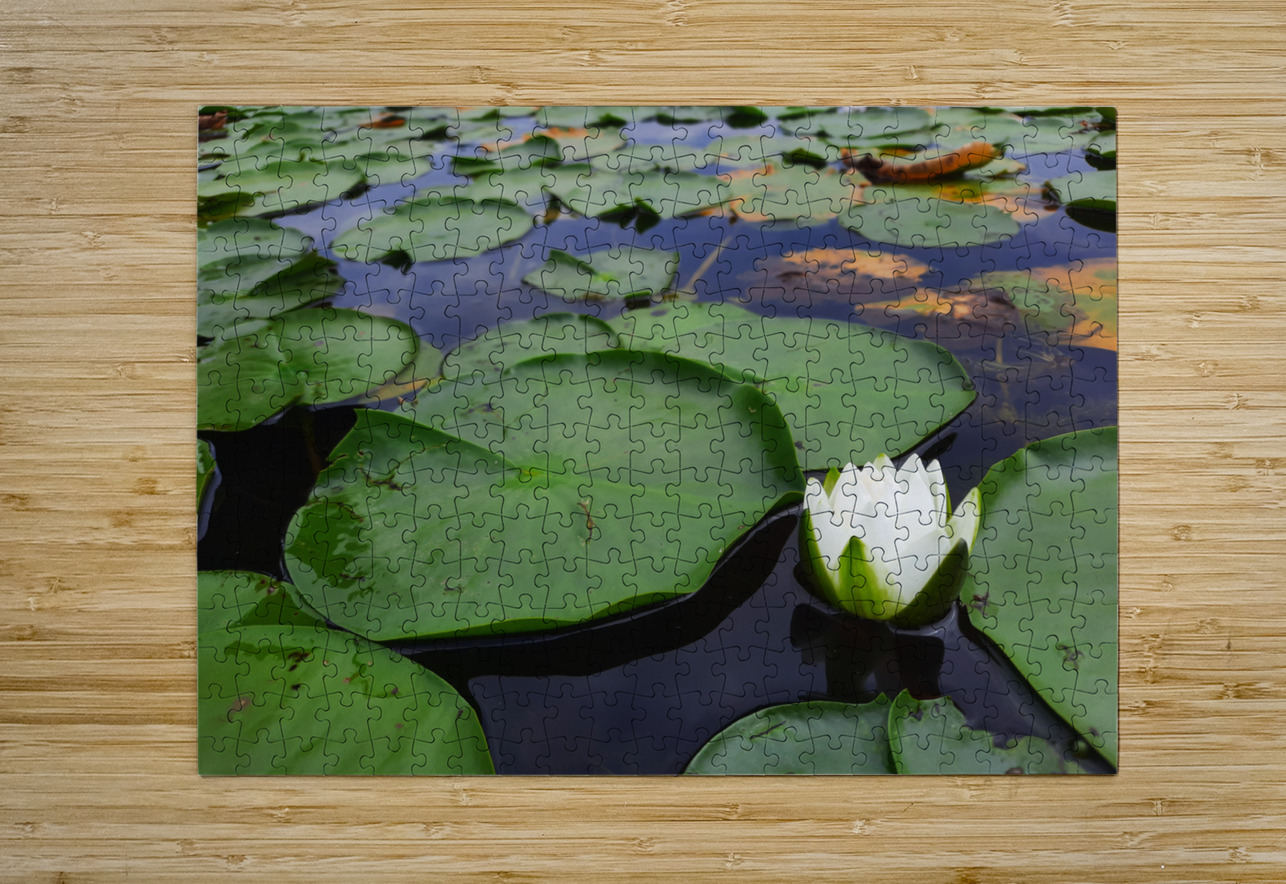 Water Lily 2 Earthshine Emporium Puzzle printing