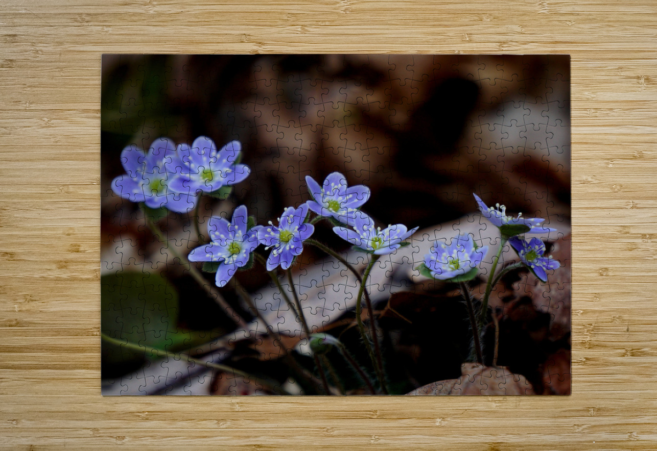 Hepatica Earthshine Emporium Puzzle printing