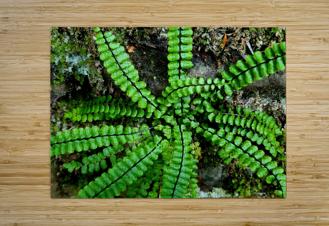 Maidenhair Spleenwort Earthshine Emporium Puzzle printing