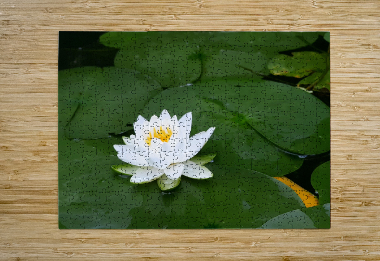 Water Lily 1 Earthshine Emporium Puzzle printing