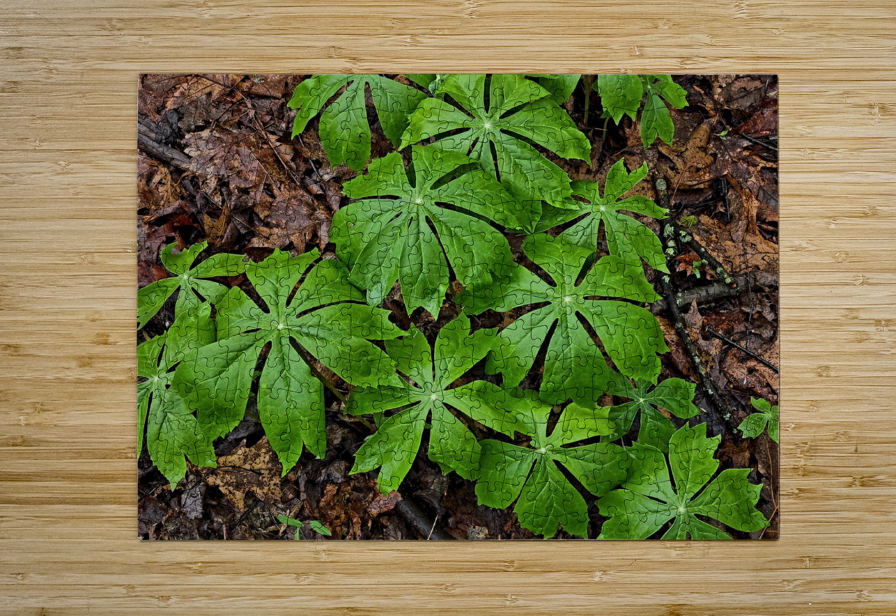 Mayapples Earthshine Emporium Puzzle printing