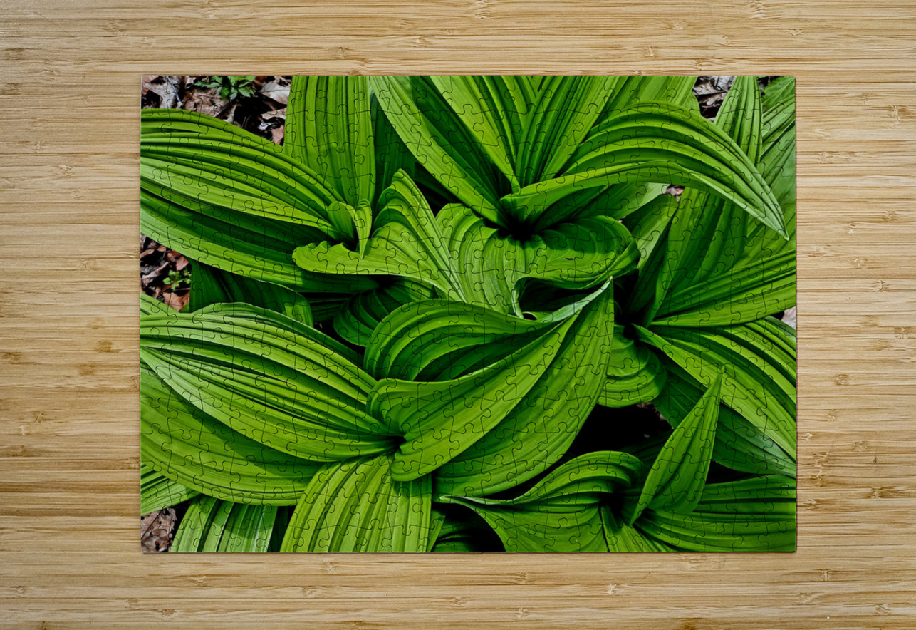 Green False Hellebore Earthshine Emporium Puzzle printing
