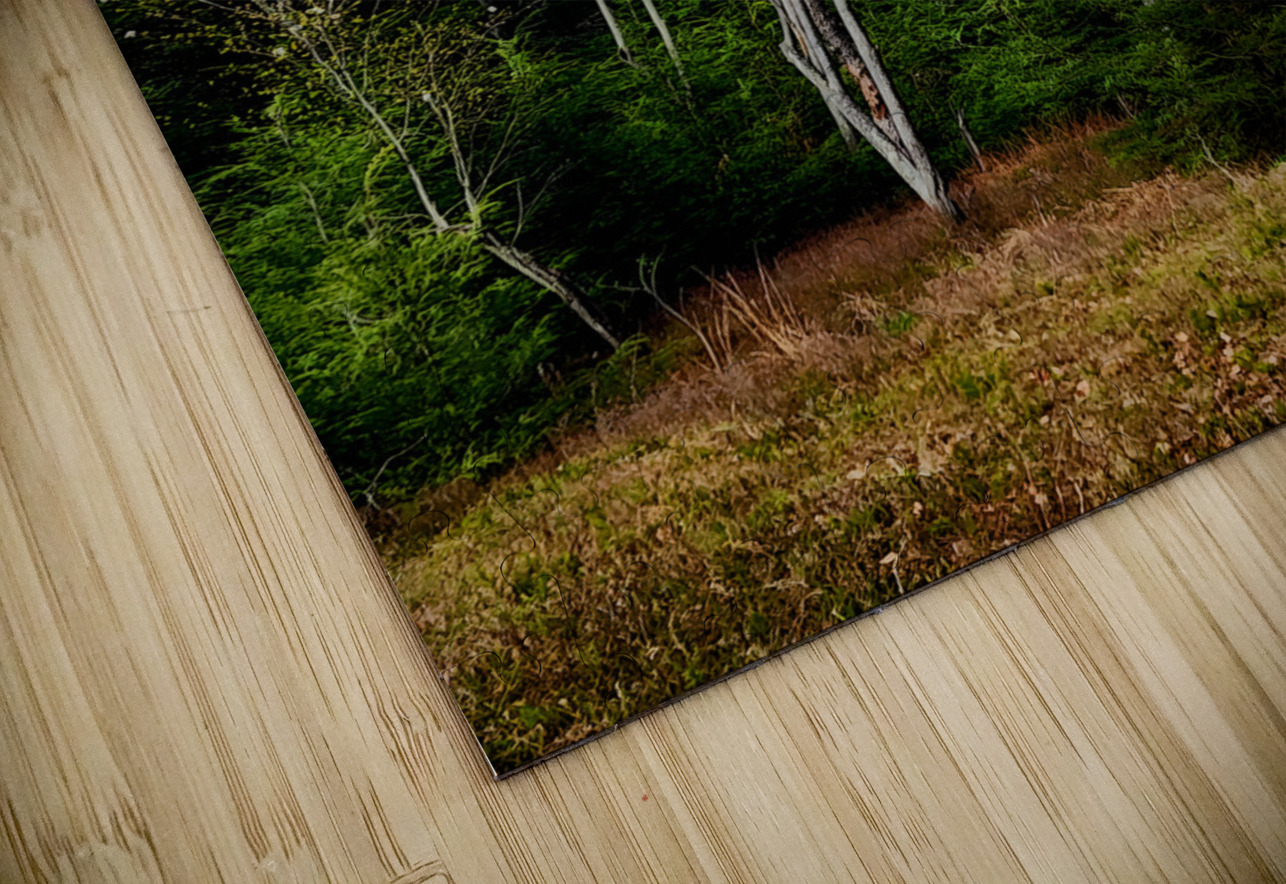 Gallitzin State Forest Earthshine Emporium Puzzle