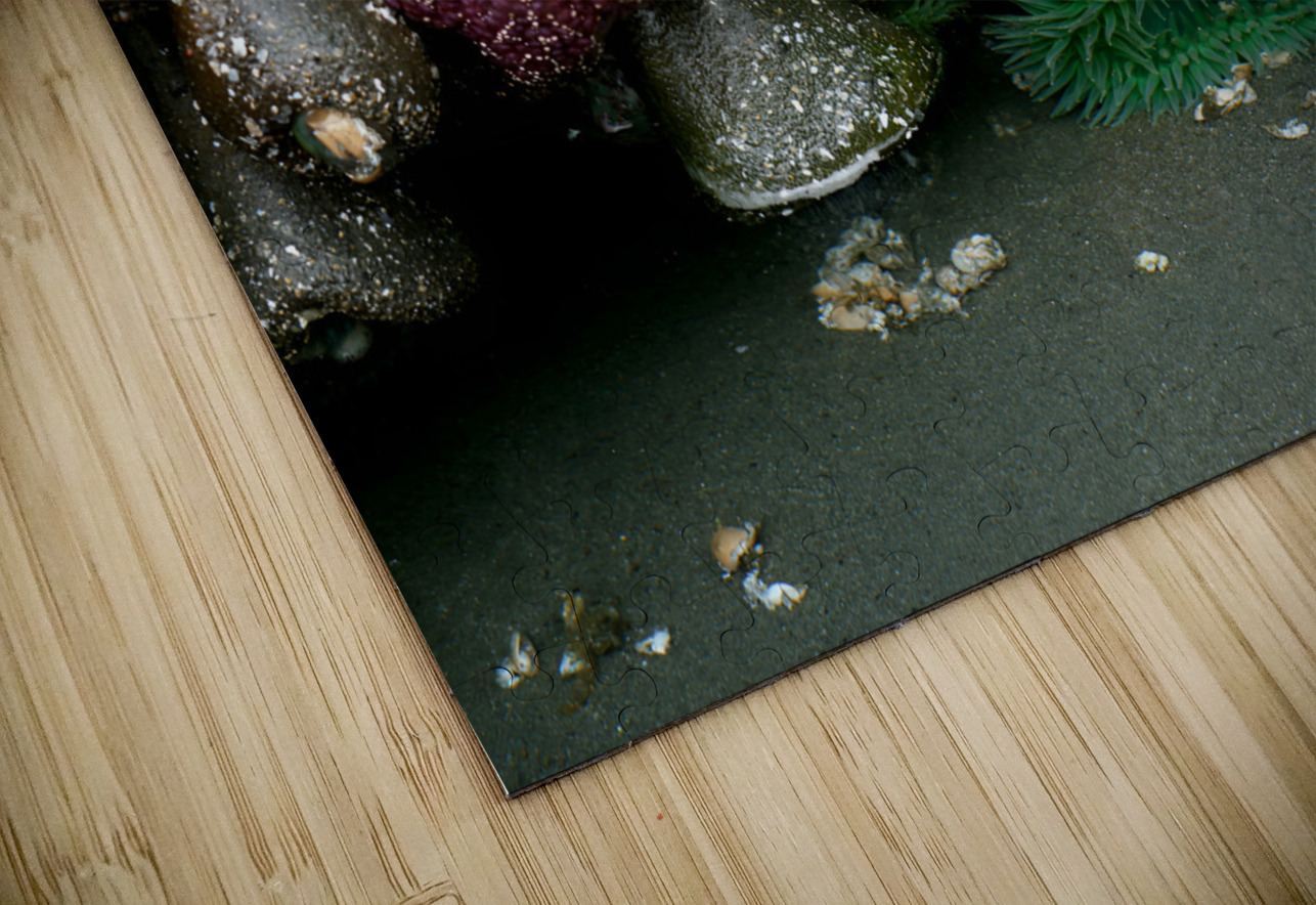 Tidal Pool 5 Earthshine Emporium Puzzle