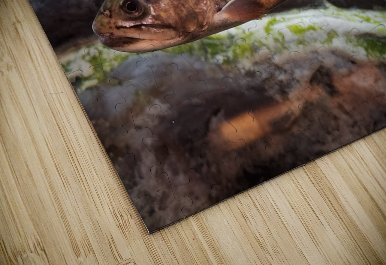 Brook Trout Earthshine Emporium Puzzle