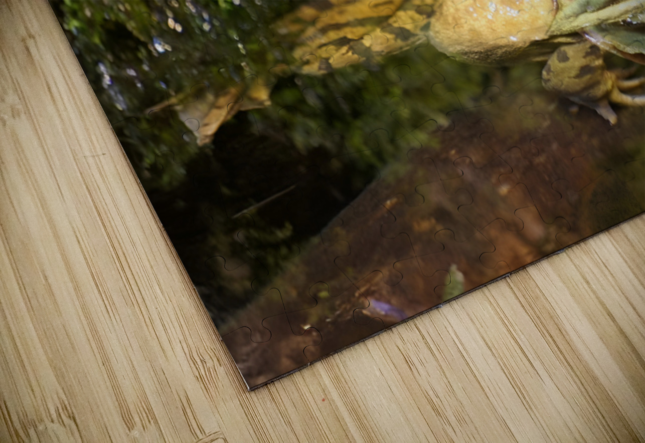 Bull Frog Earthshine Emporium Puzzle