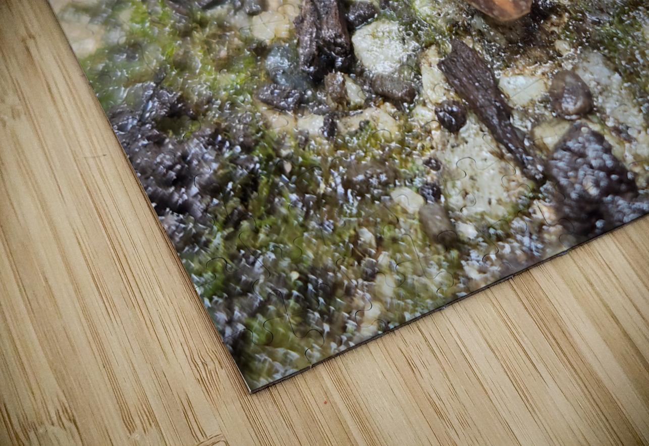 Redback Salamander Earthshine Emporium Puzzle