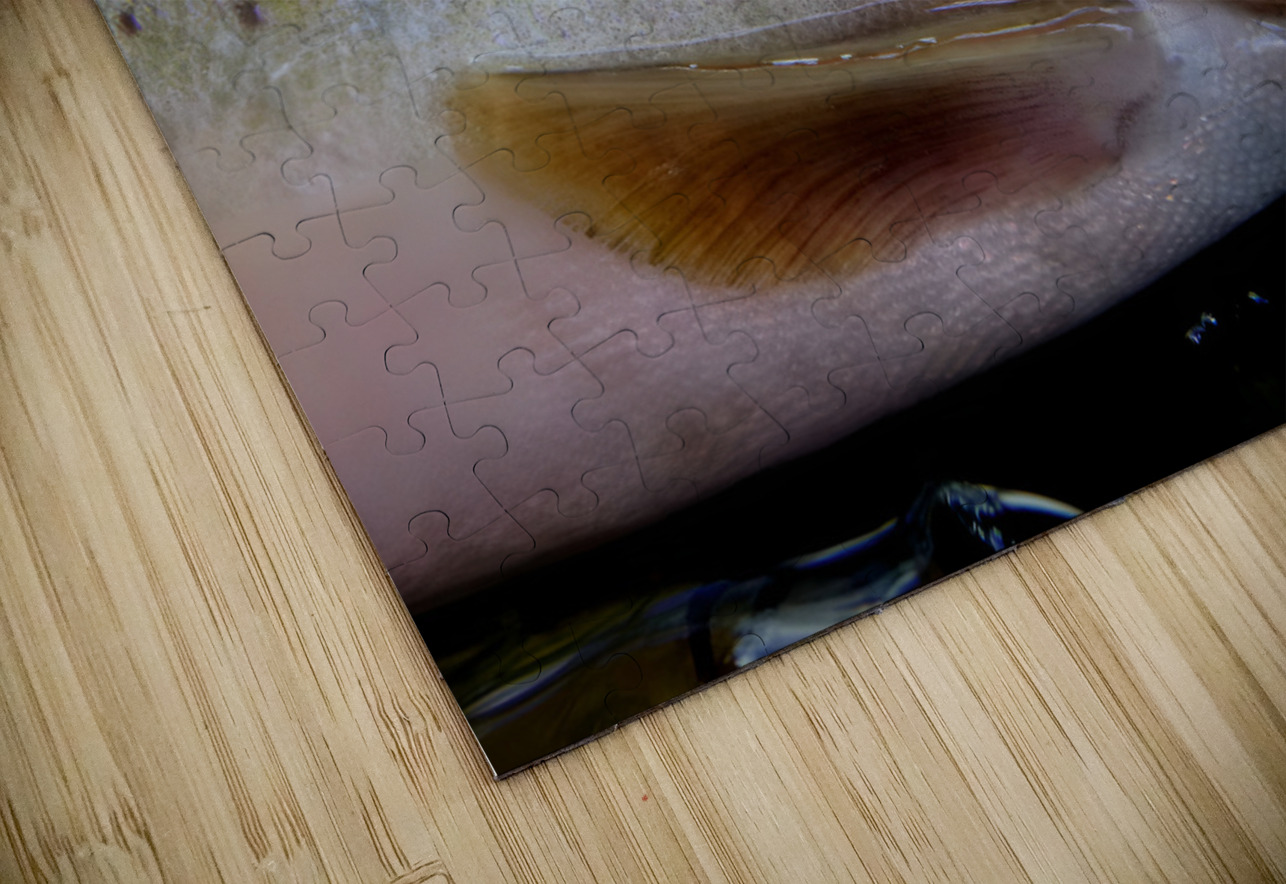 Trout Operculum Earthshine Emporium Puzzle