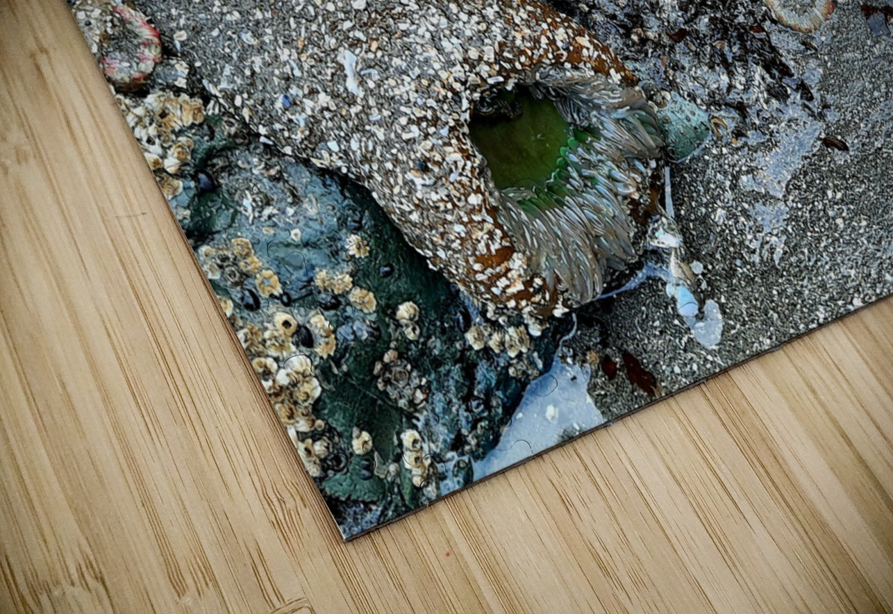 Tidal Pool 1 Earthshine Emporium Puzzle