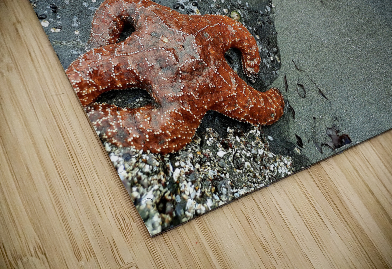 Tidal Pool 3 Earthshine Emporium Puzzle