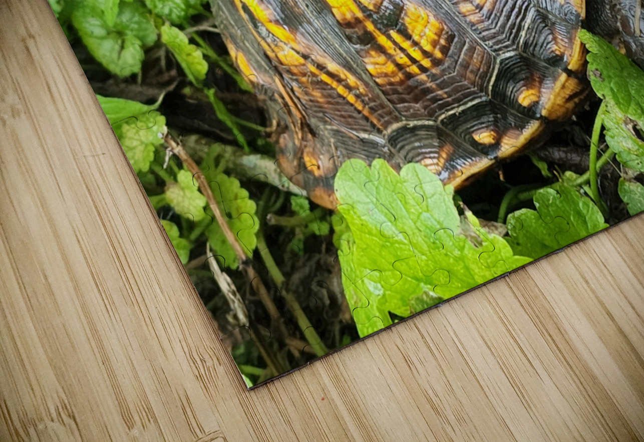 Box Turtle Earthshine Emporium Puzzle