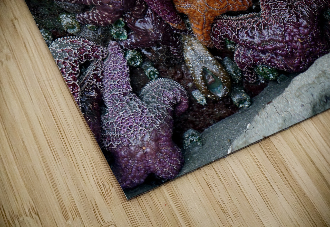 Tidal Pool 7 Earthshine Emporium Puzzle