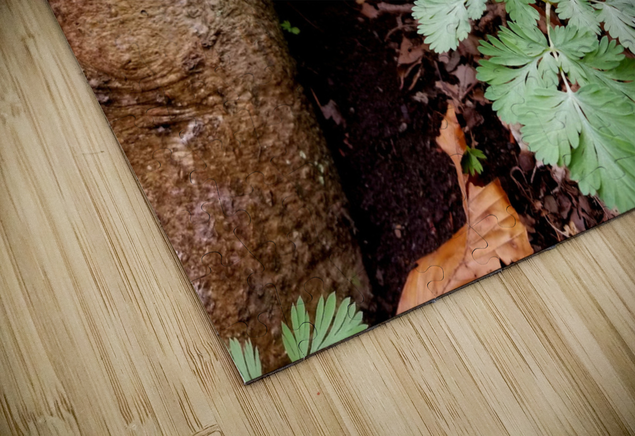 Dutchmans Breeches Earthshine Emporium Puzzle