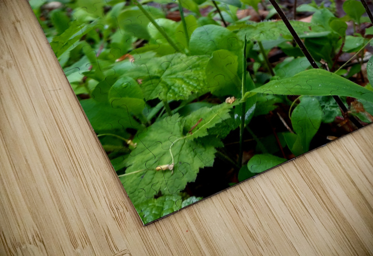 Creeping Phlox Streamside Earthshine Emporium Puzzle