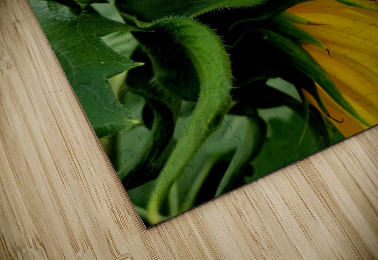 Sunflower Portrait Earthshine Emporium Puzzle
