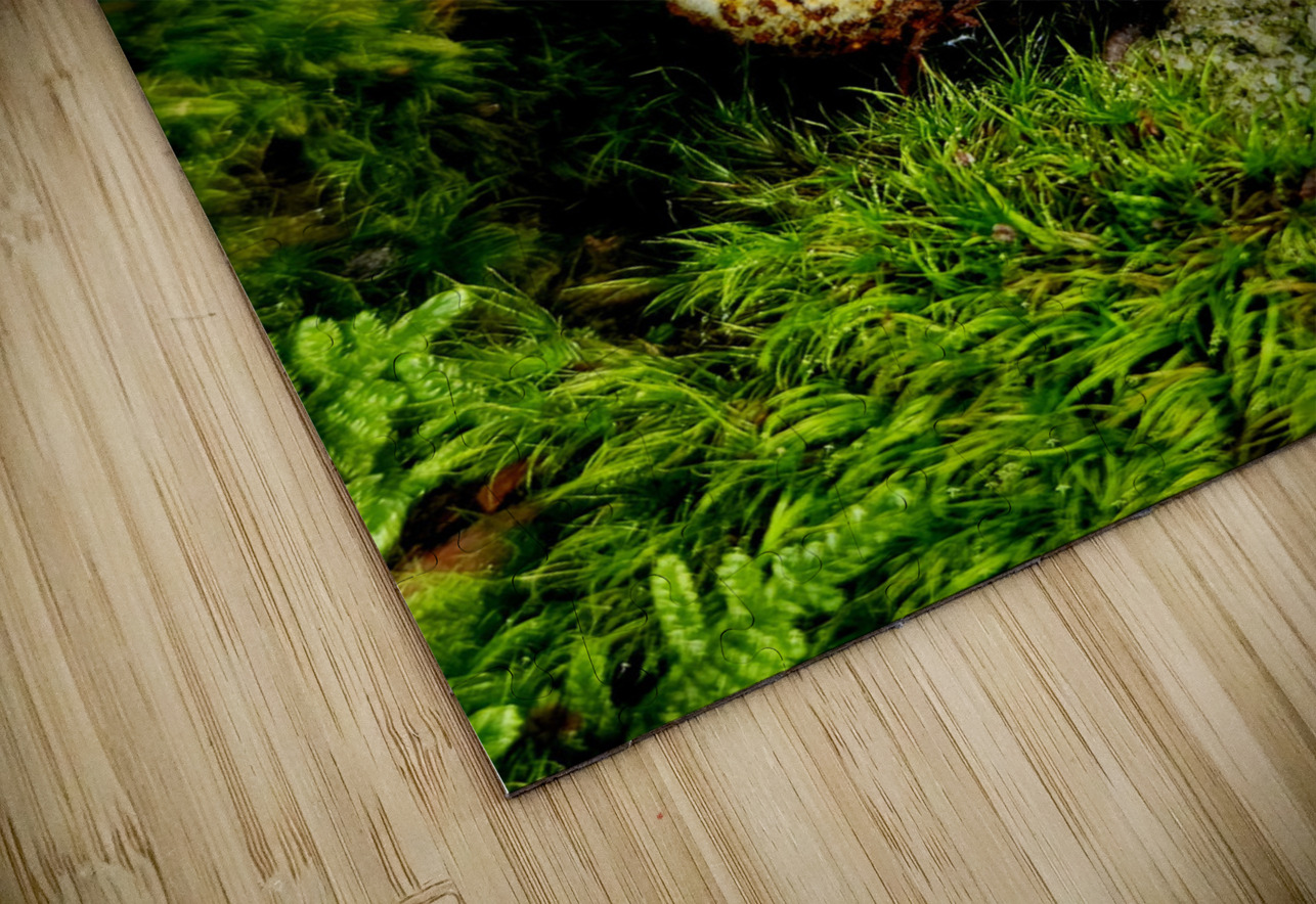 Snoring Fungus Earthshine Emporium Puzzle