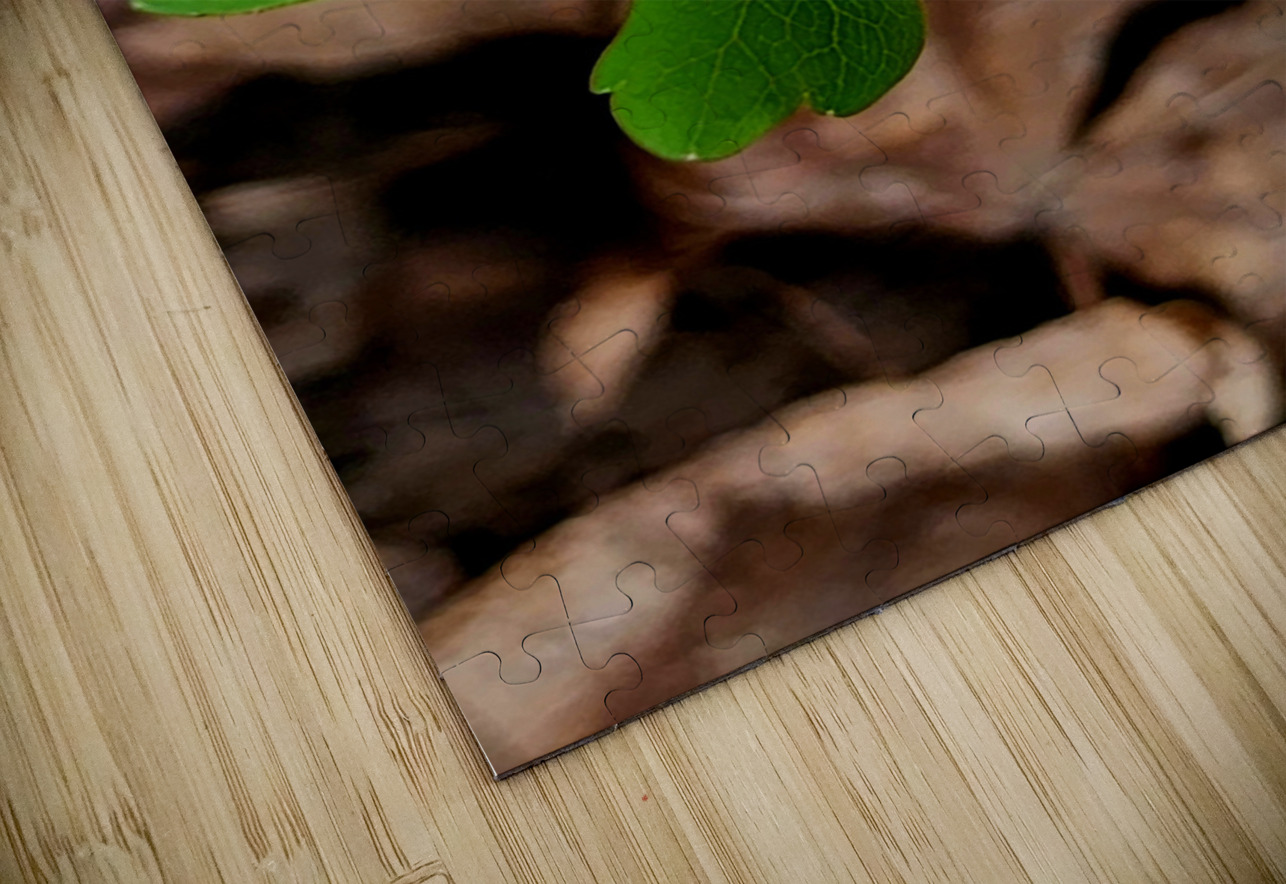 Rue Anemone Earthshine Emporium Puzzle