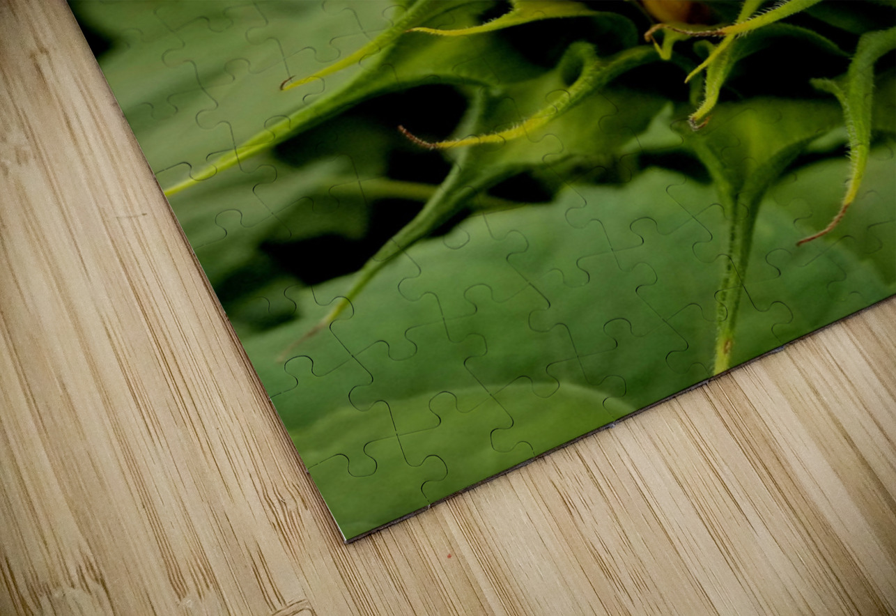 Sunflower Beak Earthshine Emporium Puzzle