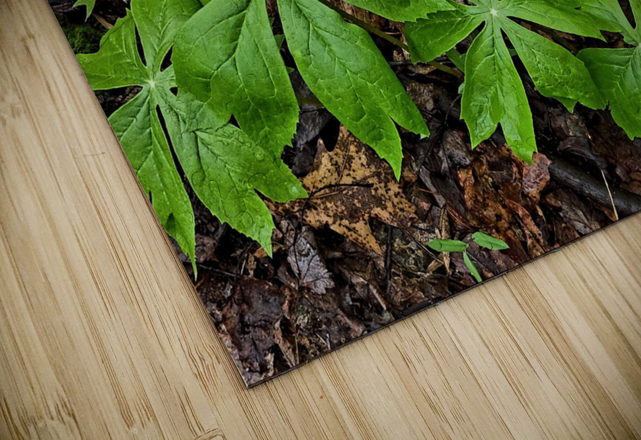 Mayapples Earthshine Emporium Puzzle