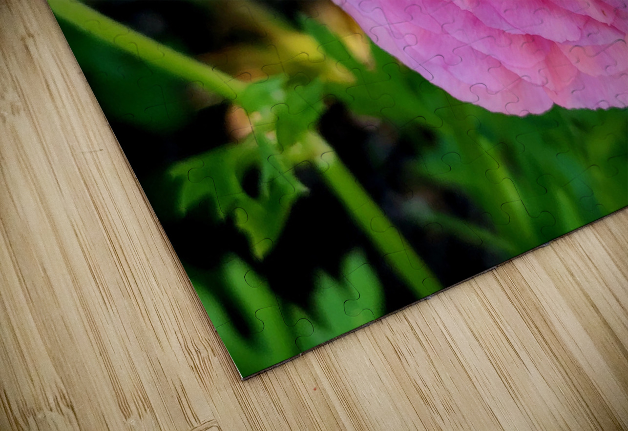 Ranunculus Earthshine Emporium Puzzle