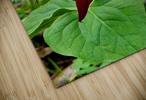 Red Trillium And Dutchmans Breeches Earthshine Emporium puzzle