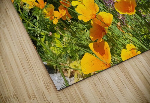 California Poppies Earthshine Emporium puzzle