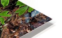 Mayapples 1 HD Metal print