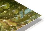 Raindrops on Mayapple HD Metal print