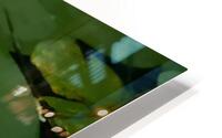 Water Lily 1 HD Metal print
