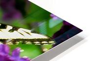 Swallowtail On Lilacs HD Metal print