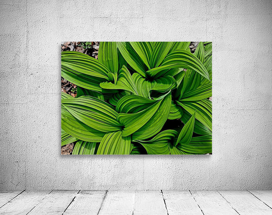 Green False Hellebore by Earthshine Emporium