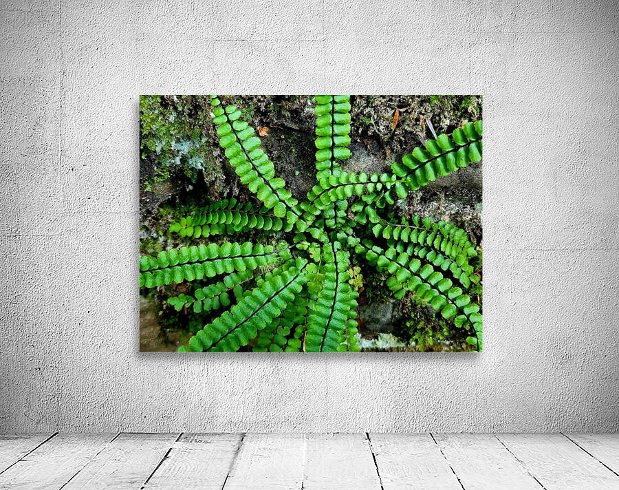 Maidenhair Spleenwort by Earthshine Emporium