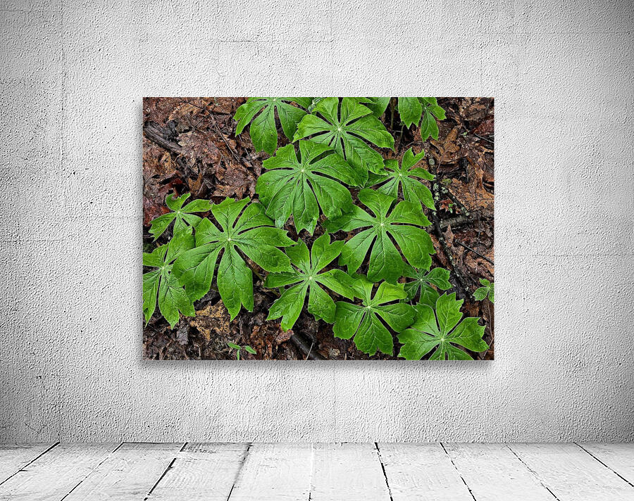 Mayapples 1 by Earthshine Emporium