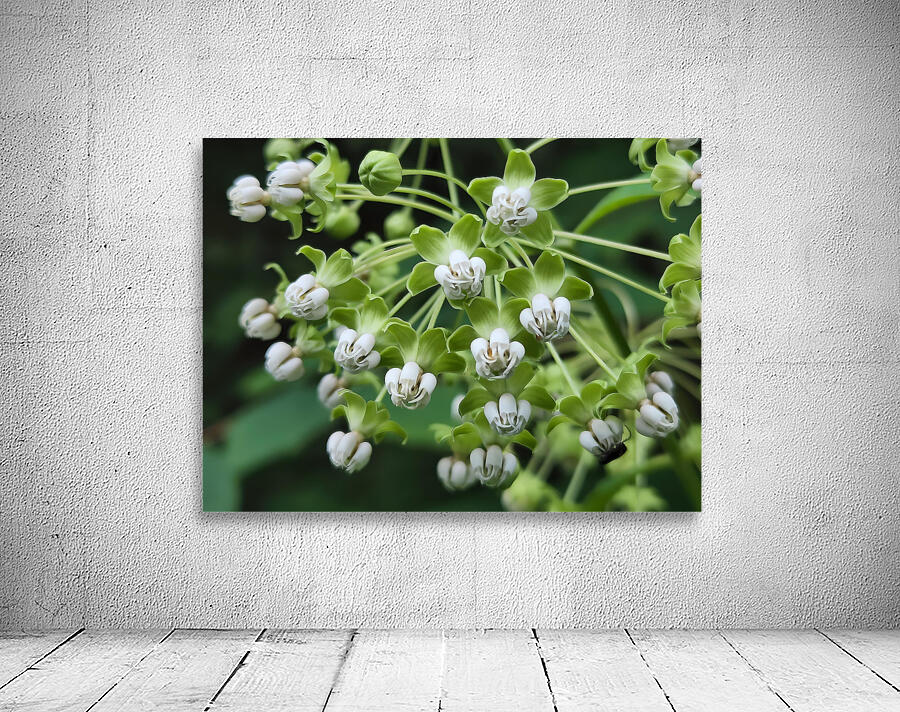 Poke Milkweed by Earthshine Emporium