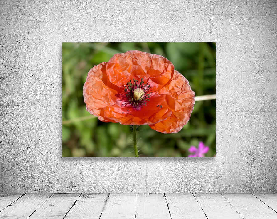 Poppy by Earthshine Emporium
