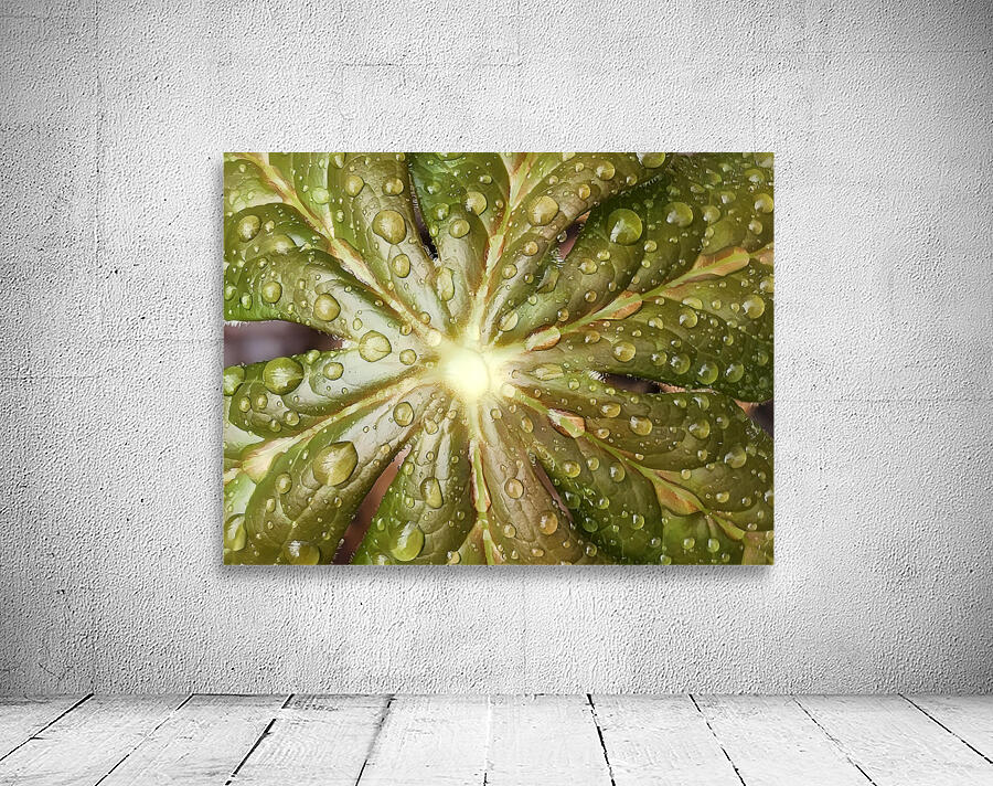 Raindrops on Mayapple by Earthshine Emporium