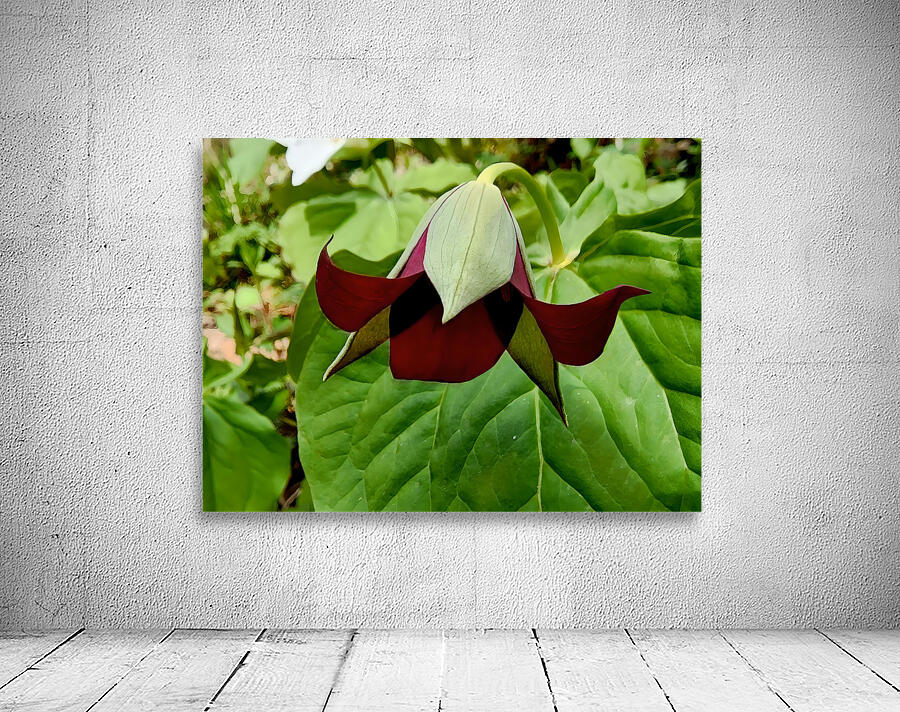 Red Trillium Nodding by Earthshine Emporium
