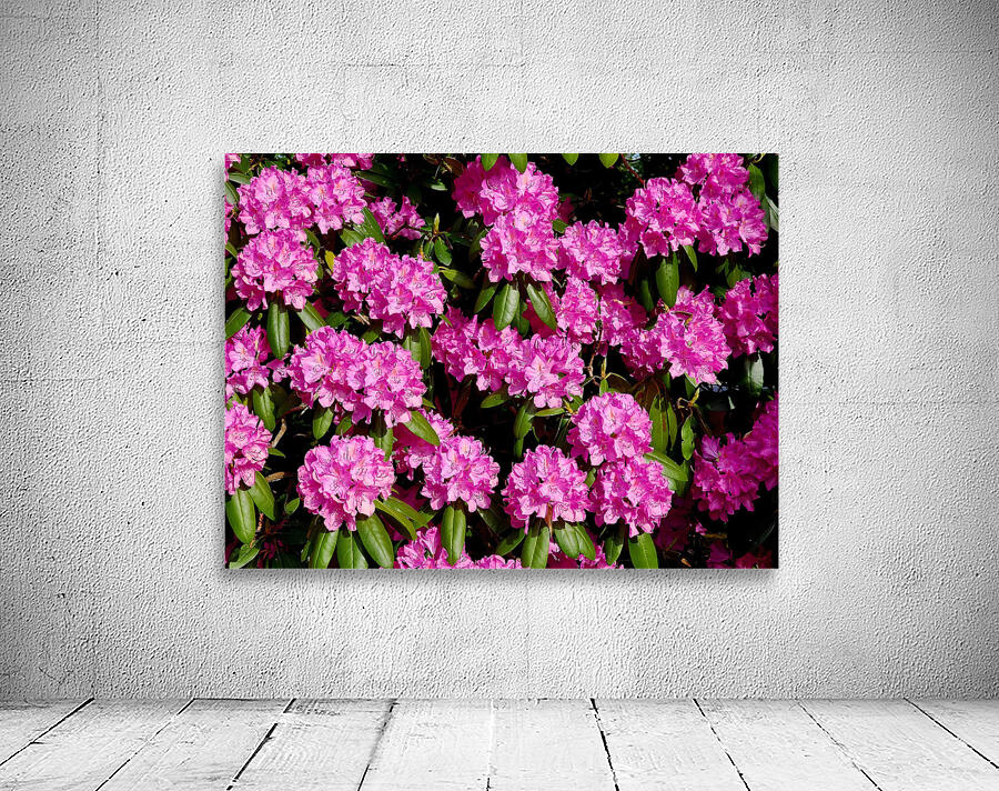 Rhododendron by Earthshine Emporium