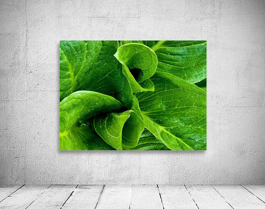 Skunk Cabbage Furls Wall Preview