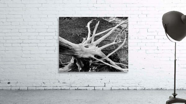 Roots by Earthshine Emporium