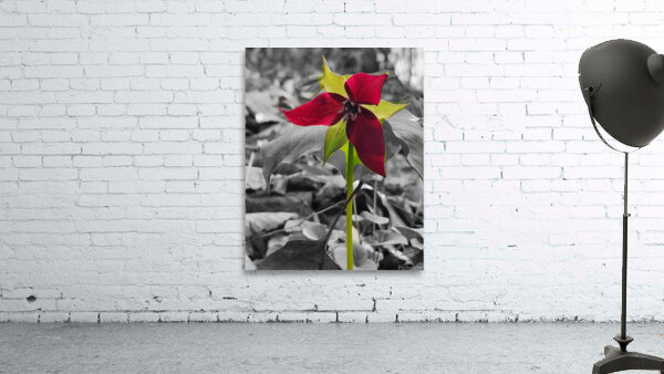 Red Trillium by Earthshine Emporium