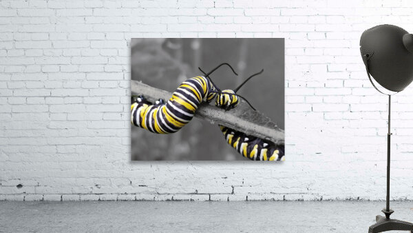 Monarch Caterpillars by Earthshine Emporium