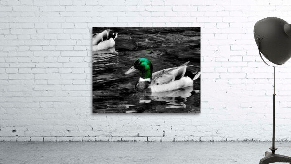 Mallard Duck by Earthshine Emporium