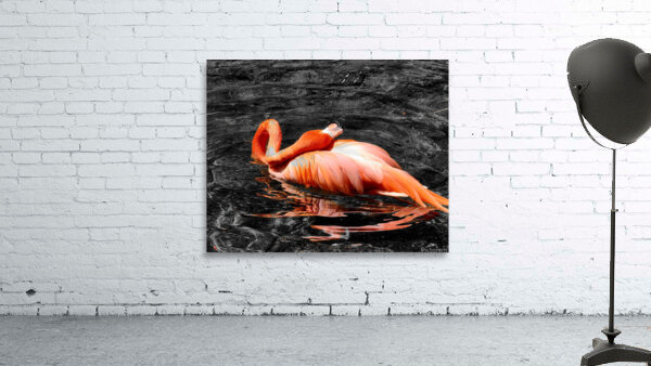 Flamingo Grooming Wall Preview