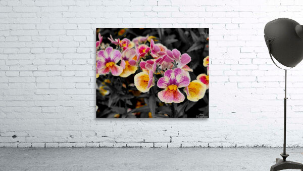 Orchids 1 Wall Preview