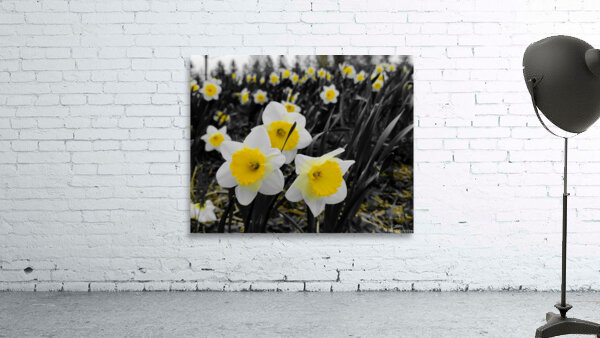 Daffodils by Earthshine Emporium