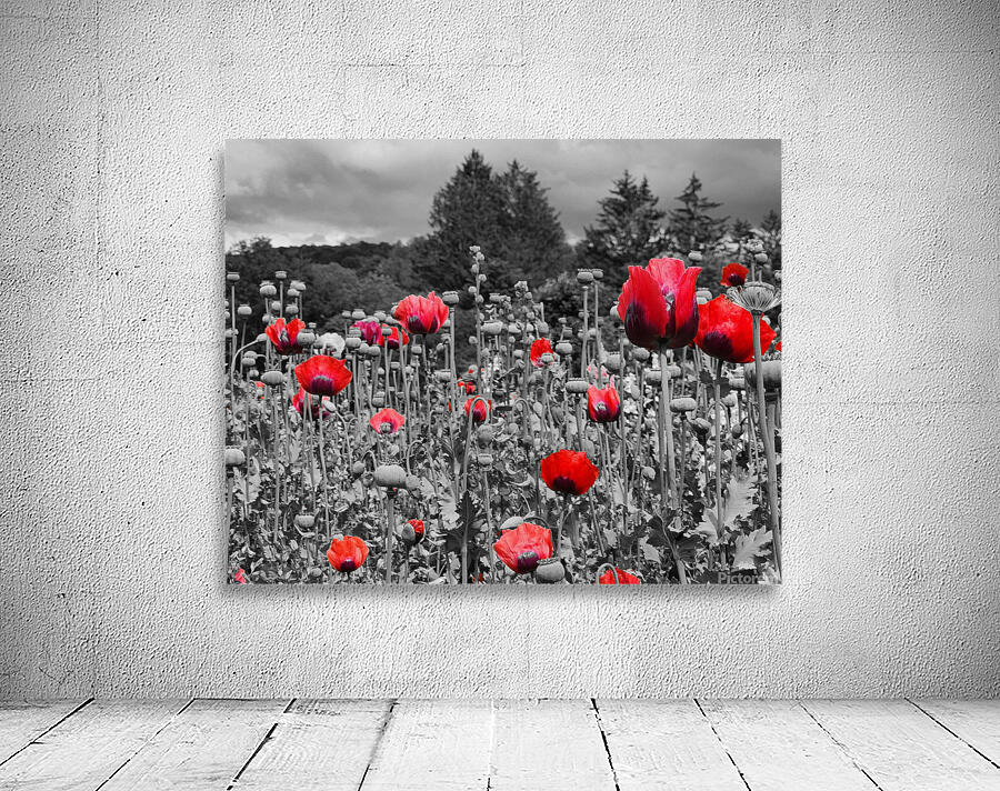 Poppies 1 by Earthshine Emporium