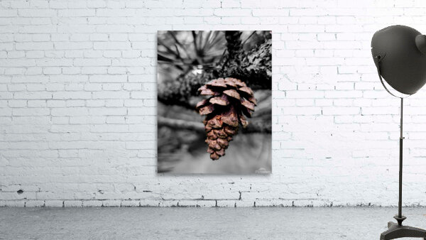 Pinecone by Earthshine Emporium